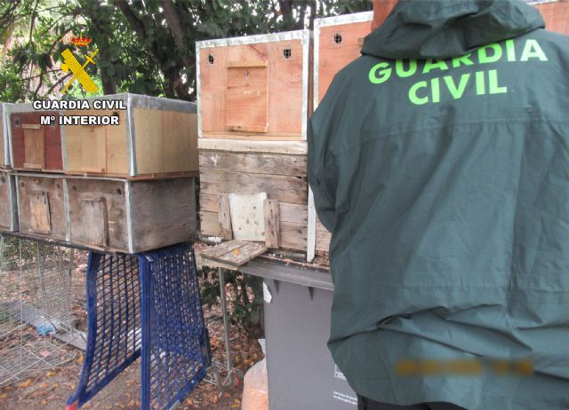 La Guardia Civil recupera ocho palomos deportivos sustraídos en Molina de Segura - 3, Foto 3