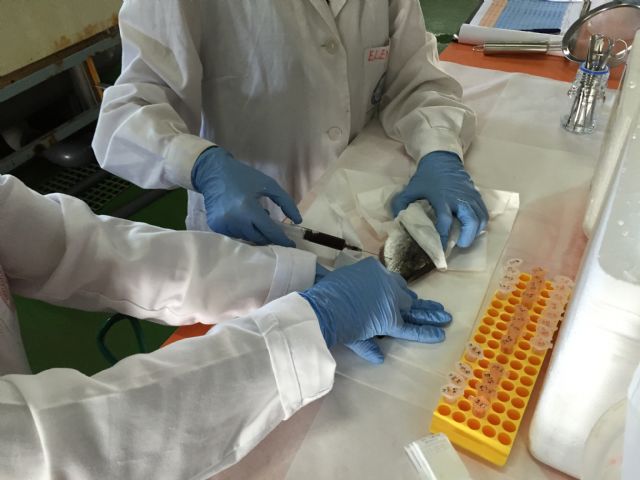 Una patente de la UPCT reduce la agonía de los peces de acuicultura mejorando su calidad y vida útil - 2, Foto 2