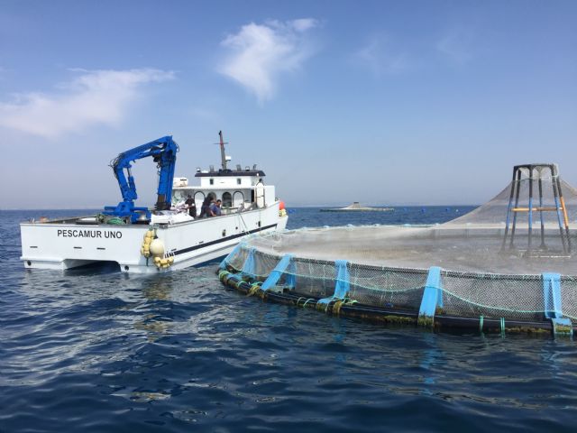 Una patente de la UPCT reduce la agonía de los peces de acuicultura mejorando su calidad y vida útil - 3, Foto 3