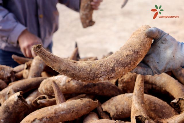Camposeven realiza su Preparado Biodinámico 500 con el desenterramiento de cuernos de vaca - 1, Foto 1