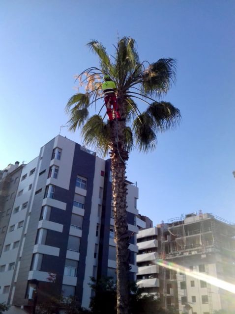 Más de 15.000 palmeras son revisadas y podadas en el municipio de Murcia para que luzcan con todo su esplendor - 1, Foto 1
