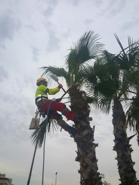 Más de 15.000 palmeras son revisadas y podadas en el municipio de Murcia para que luzcan con todo su esplendor - 2, Foto 2