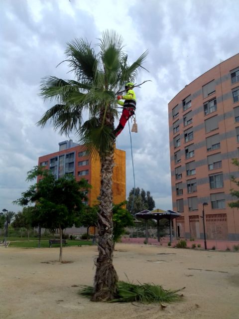 Más de 15.000 palmeras son revisadas y podadas en el municipio de Murcia para que luzcan con todo su esplendor - 3, Foto 3
