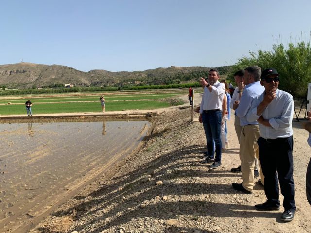 El cultivo de arroz de Calasparra comienza a experimentar los avances introducidos por ArrozInnova - 1, Foto 1
