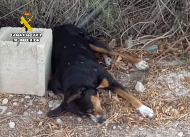 Investigan a un vecino de Mazarrn por matar a un perro a disparos, Foto 2