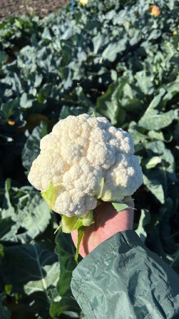 Tozer Ibérica presenta novedades en brócoli, coliflor y cilantro - 3, Foto 3