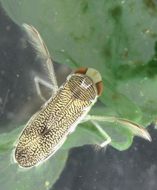 Un insecto acuático invasor en la península coexiste con las especies nativas - 1, Foto 1