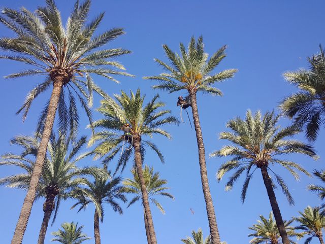 Comienza la poda de más de 15.000 palmeras de Murcia y pedanías - 1, Foto 1