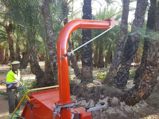Comienza la poda de más de 15.000 palmeras de Murcia y pedanías - 2, Foto 2