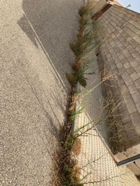 El PP denuncia el estado de degradación al que el actual alcalde está sometiendo a los vecinos de Almendricos - 5, Foto 5