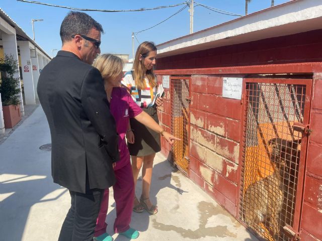 El Ayuntamiento de Murcia lanza una campaña de no abandono y tenencia responsable de animales de compañía - 1, Foto 1