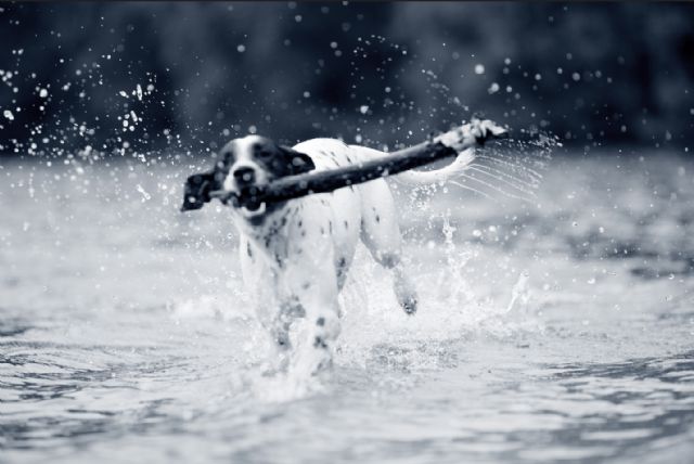 Recomendaciones para disfrutar con tu mascota de estas vacaciones - 1, Foto 1