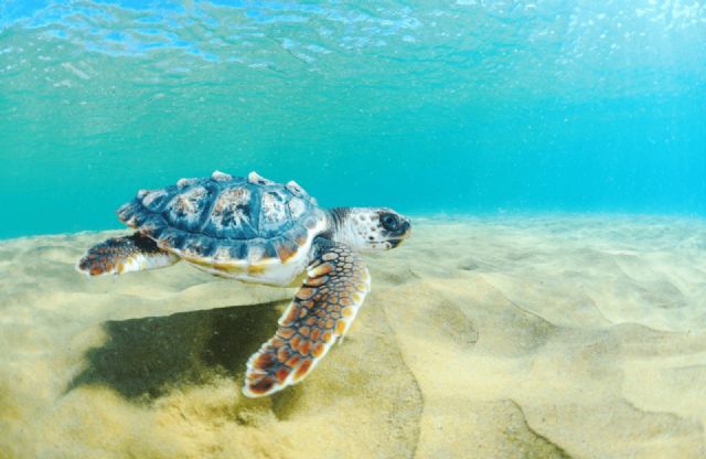 Jornada de formación para reforzar la capacidad de detección de rastros o tortugas marinas en el litoral lorquino - 4, Foto 4