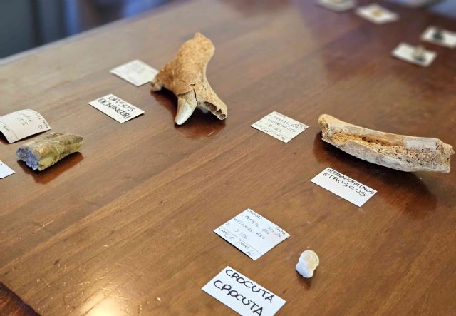 Las excavaciones en la Cueva Negra concluye con hallazgos que refuerzan su papel como referente en el estudio de la evolución humana - 2, Foto 2