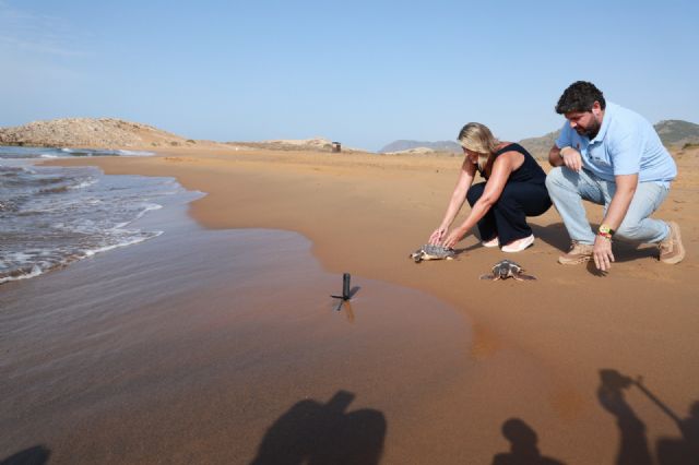 Casi 300 tortugas bobas han sido liberadas en la costa de la Región de Murcia desde 2019 - 2, Foto 2