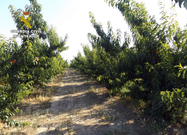 La Guardia Civil detiene en Murcia al presunto autor de la sustracción de dos toneladas de melocotones - 1, Foto 1