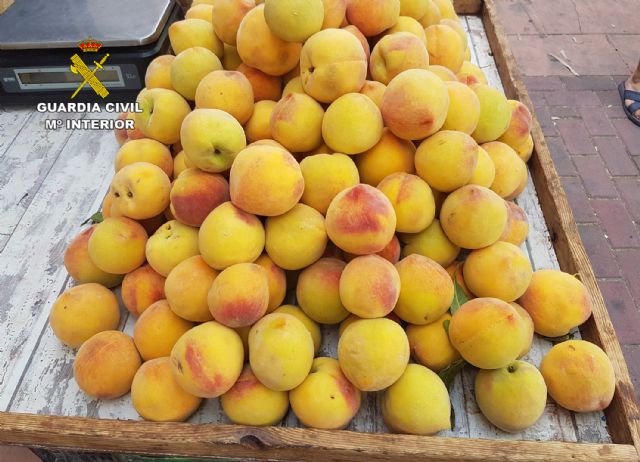 La Guardia Civil detiene en Murcia al presunto autor de la sustracción de dos toneladas de melocotones - 4, Foto 4