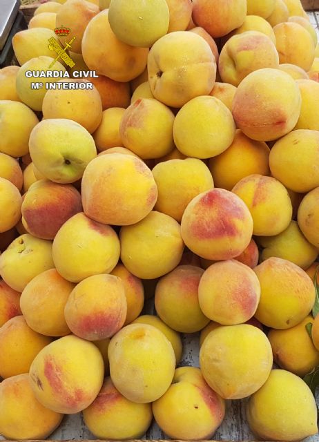 La Guardia Civil detiene en Murcia al presunto autor de la sustracción de dos toneladas de melocotones - 5, Foto 5