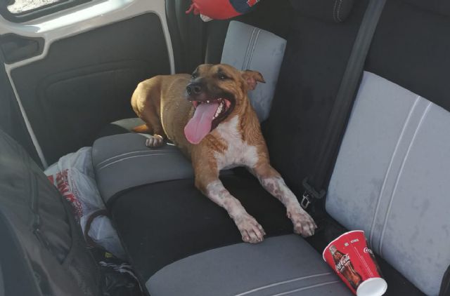 Rescatado un perro que se encontraba encerrado en el interior de un vehículo expuesto al sol - 1, Foto 1