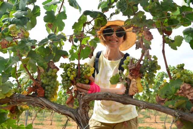 La UPCT vendimia unos 6.000 kilos de uva merseguera, con la que se quieren obtener los certificados ecológico y varietal - 1, Foto 1