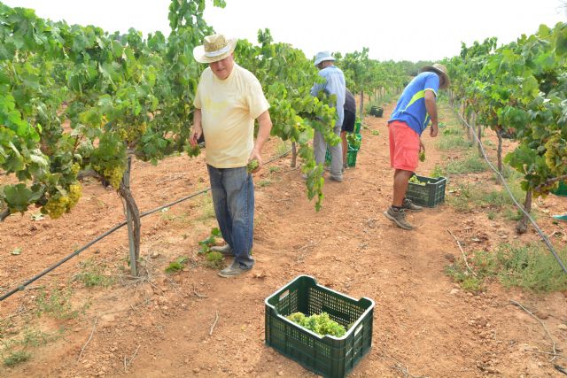 La UPCT vendimia unos 6.000 kilos de uva merseguera, con la que se quieren obtener los certificados ecológico y varietal - 2, Foto 2