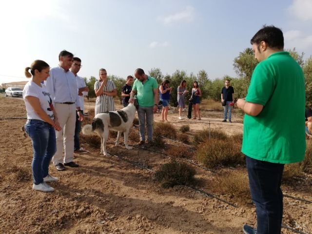 La trufa del desierto crece con éxito en una finca experimental del Campo de Cartagena - 2, Foto 2