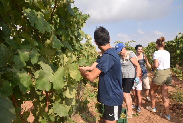 Estudiantes y profesores voluntarios vendimian este lunes en los viñedos de la UPCT - 1, Foto 1