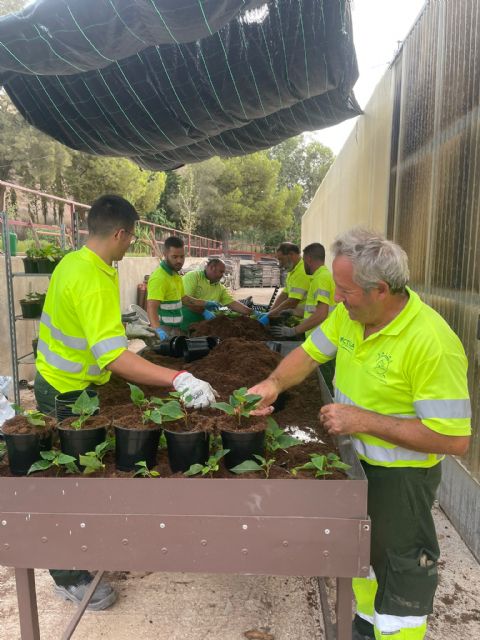 El Ayuntamiento de Lorca inicia la plantación en los viveros municipales de las tradicionales flores de pascua que decorarán plazas y parques del municipio esta Navidad - 1, Foto 1