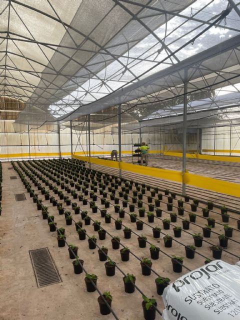 El Ayuntamiento de Lorca inicia la plantación en los viveros municipales de las tradicionales flores de pascua que decorarán plazas y parques del municipio esta Navidad - 2, Foto 2