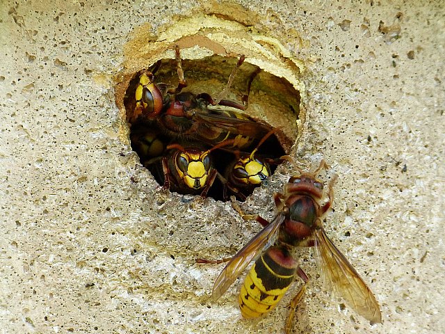 Las reacciones alérgicas graves por picaduras de avispas y abejas aumentan un 20 por ciento en los últimos años - 1, Foto 1