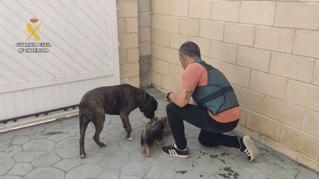 Detenido en Ceutí por estafar a propietarios de perros robados haciéndoles creer que conocía su paradero - 1, Foto 1