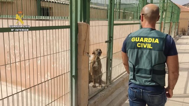 Detenido en Ceutí por estafar a propietarios de perros robados haciéndoles creer que conocía su paradero - 2, Foto 2