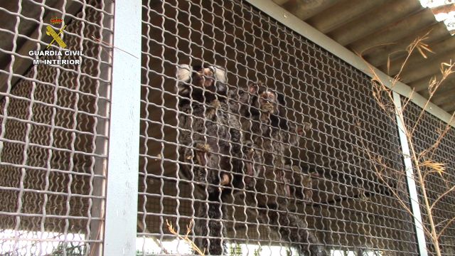 La Guardia Civil interviene 25 primates en una operación contra el tráfico ilegal de especies protegidas - 2, Foto 2