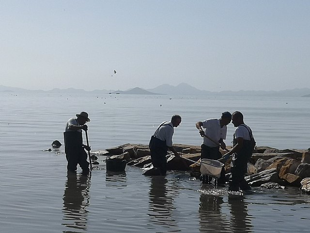 El Mar Menor se muere por la inacción institucional y su complicidad con un sector agrario intensivo e insostenible, no por la DANA - 4, Foto 4