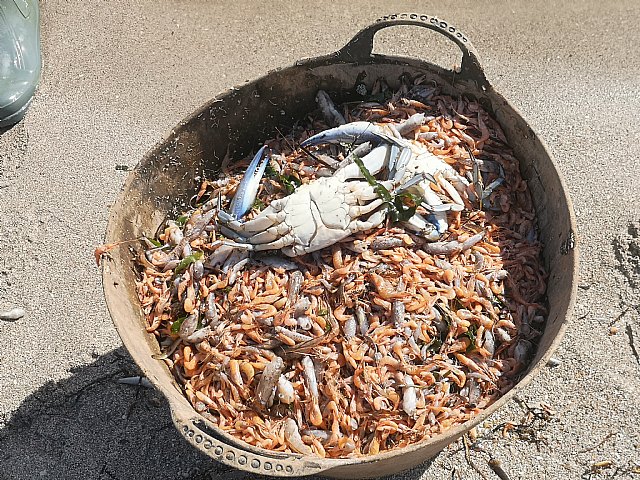 El Mar Menor se muere por la inacción institucional y su complicidad con un sector agrario intensivo e insostenible, no por la DANA - 5, Foto 5