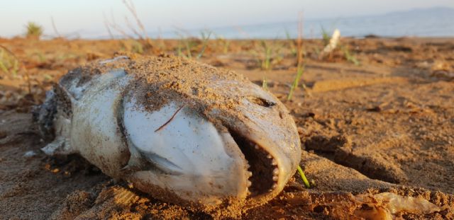 Muere el Mar Menor y La Trinca calla cómplice - 1, Foto 1