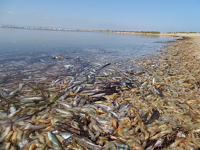Muerte masiva de la fauna del Mar Menor, Foto 1