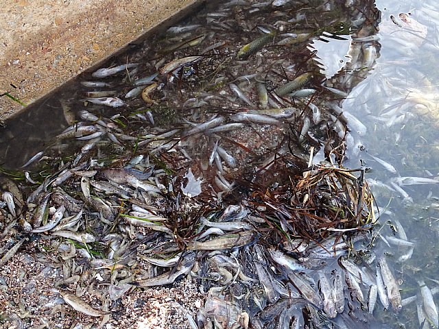 Muerte masiva de la fauna del Mar Menor - 2, Foto 2