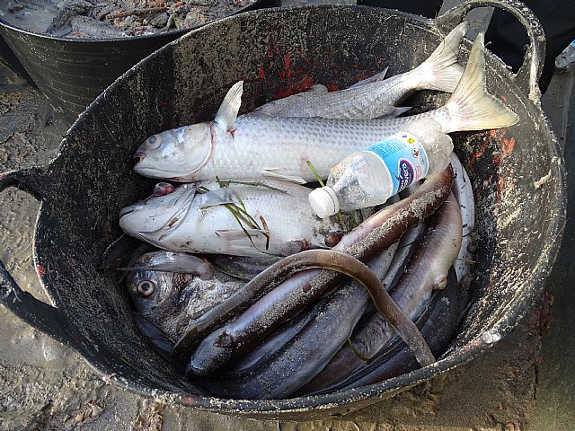 Muerte masiva de la fauna del Mar Menor - 3, Foto 3