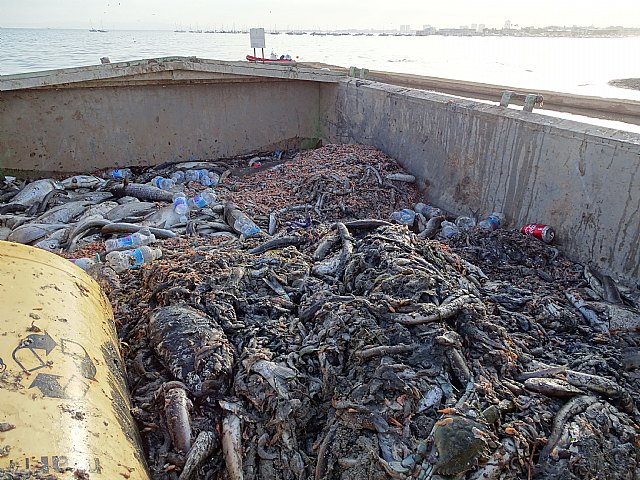 Muerte masiva de la fauna del Mar Menor, Foto 5