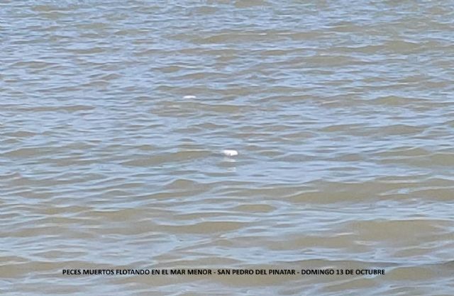 Y el Mar Menor se murió... - 3, Foto 3