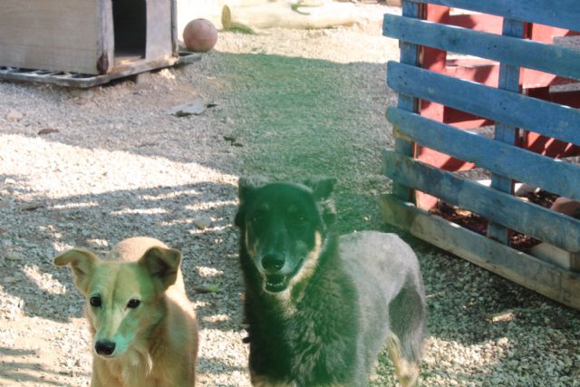 Aprobado convenio de colaboración por 43.000 euros entre Ayuntamiento y Asociación 4 Patas - 1, Foto 1