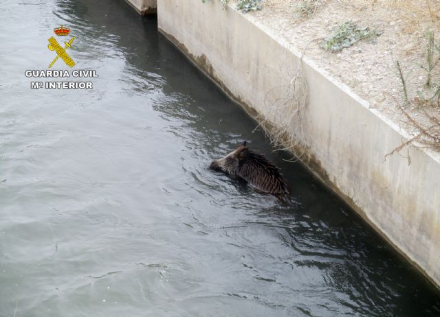 La Guardia Civil rescata a un jabalí que había caído a un canal en Lorca - 1, Foto 1