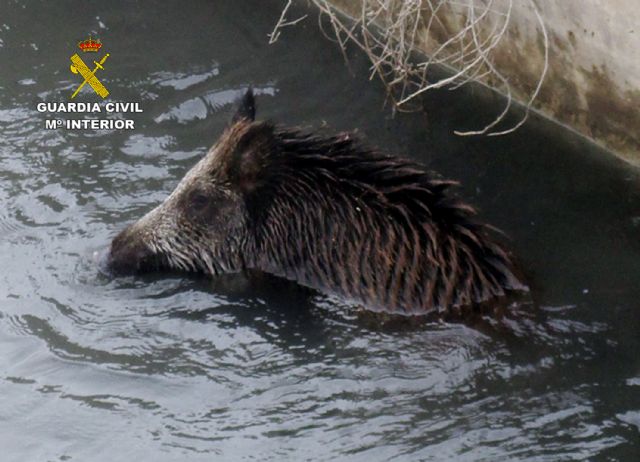 La Guardia Civil rescata a un jabalí que había caído a un canal en Lorca - 2, Foto 2