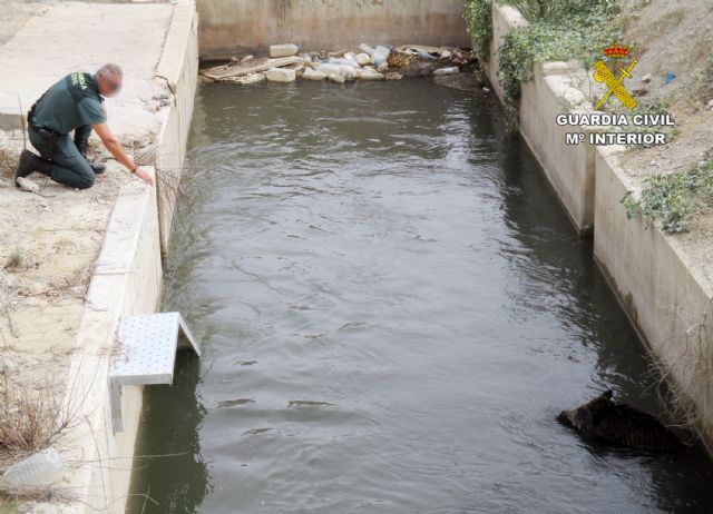 La Guardia Civil rescata a un jabalí que había caído a un canal en Lorca - 4, Foto 4