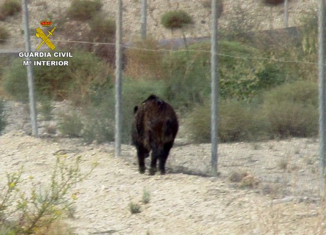 La Guardia Civil rescata a un jabalí que había caído a un canal en Lorca - 5, Foto 5
