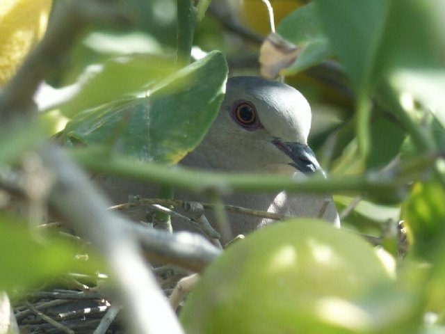 El proyecto AgriConCiencia expone sus progresos en las Jornadas de Comunicación y Transferencia de Resultados - 1, Foto 1