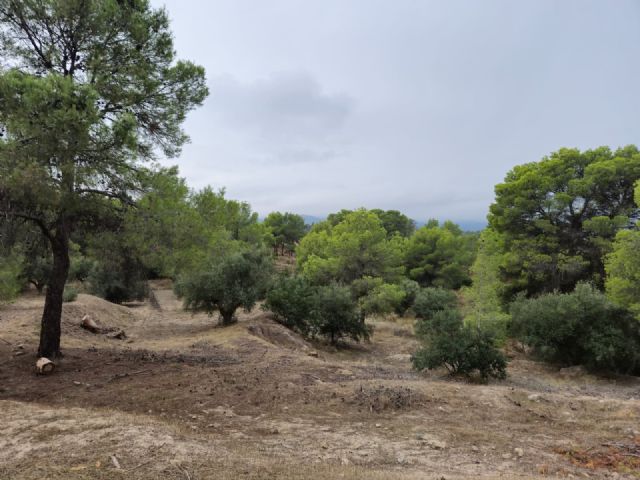 Los parques forestales de Murcia se ponen a punto con los trabajos de prevención de incendios - 4, Foto 4