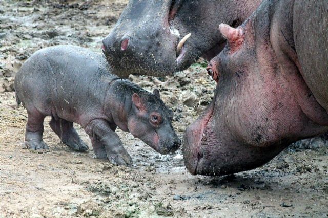 Terra Natura Murcia celebra el nacimiento de su segunda cría de hipopótamo - 1, Foto 1