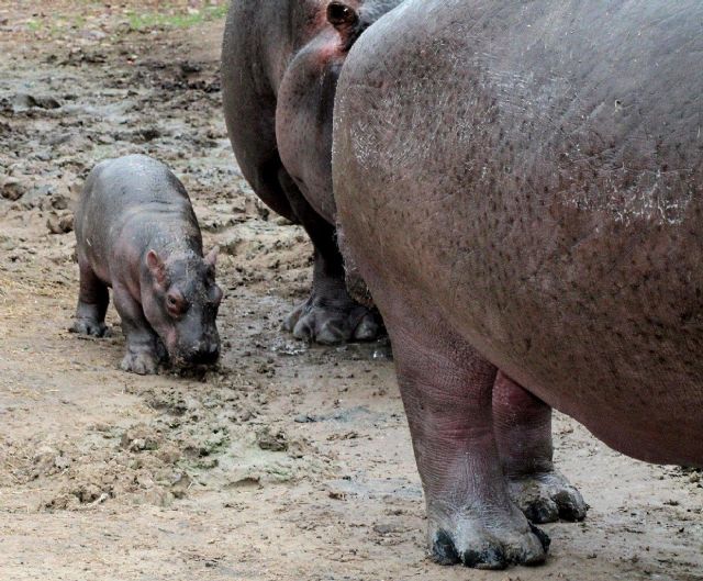Terra Natura Murcia celebra el nacimiento de su segunda cría de hipopótamo - 2, Foto 2
